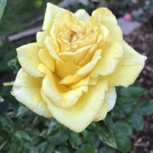 Meet your Posher, Brenda